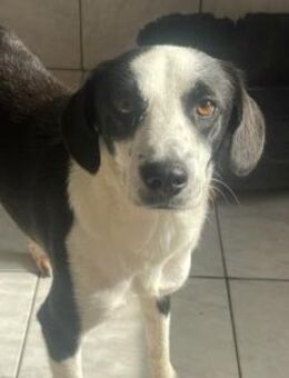 LOKI - liebenswert & freundlich - Velbert