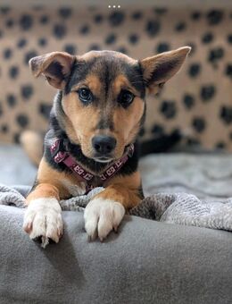 BETTY-ein kleines Mädchen,das nur Liebe möchte♥️ - Schwerte (Hansestadt an der Ruhr)