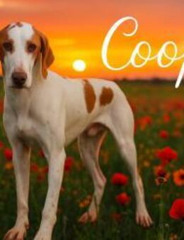 Cooper sucht sein Für-Immer-Zuhause! - Hagen (Stadt der FernUniversität)
