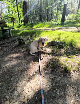 Buddy sucht noch seine Hundemenschen - Geiselhöring