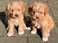 Cavapoo Mischlingswelpen (Zwergpudel + Cavalier) suchen ein neues Zuhause