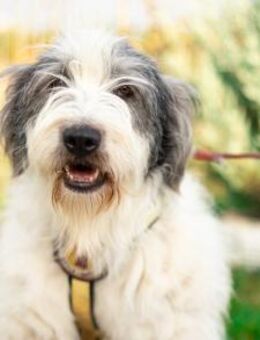 Schenkst du Carmen ein Zuhause? - München