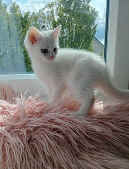 BKH Kitten zum Verkauf - Herford (Hansestadt)