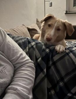 Besonderer Schatz CREAM sucht ♥️🆘🆘 - München