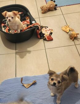 Chihuahua Welpen suchen ein neues Zuhause - Pinneberg