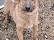 💖Tito sucht Kuschelfreunde💖 - Eislingen (Fils)