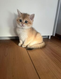 BKH Kitten Black Golden Shaded - Bürgstadt