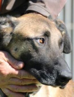 Nayati - unkomplizierte Familienhündin - Lohra