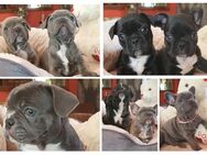 8 Reinrassige Französische Bulldoggen Welpen 7 Jungs 1 Mädl Süßeste Speckböhnchen der Welt suchen Traumzuhause - Plößberg