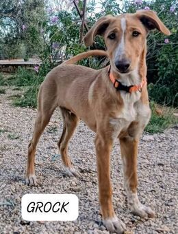 GROCK sucht liebevolles Zuhause 💞 - Völklingen