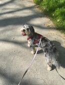 Aussiedoodle Medium 19 Monate in 45357