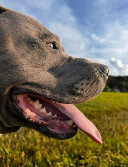 American Bully Deckrüde (Stammbaum) - Wernigerode