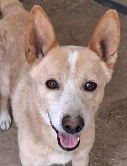 Beppi, geb. ca. 06/2024, GRIECHENLAND - Euskirchen