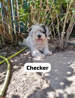 Checker - süß und doch ausgesetzt - Berlin