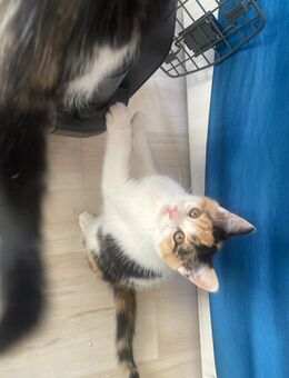 Süße Main-Coon-Britisch-Langhaar-mischling sucht ein neues zu Hause - Berlin Tempelhof-Schöneberg