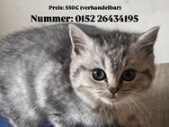 Britische Kurzhaar Baby - Petershagen Zentrum