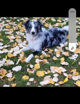 Border Collie × Australien Sheperd Mix - Wehr (Rheinland-Pfalz)