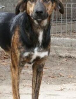 Kojo hat ein ruhiges, sehr liebes Wesen - Karben