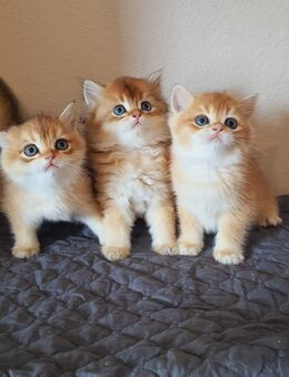Liebevolle BKH und BLH Kitten - Schwalbach