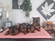 Yorkshire Terrier Babys / Chip - Simbach