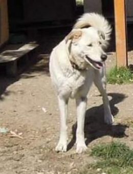 Chease aus den Abruzzen - Marienfließ