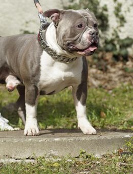 American bully welpen erwartet - Eisleben (Lutherstadt)