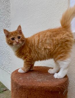 Maine Coon Norweger Mix Kitten - Klipphausen