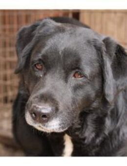 Ajan - Pflegestelle oder Zuhause gesucht - Oberwies