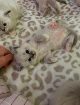 Birma-Kitten suchen liebevolles Zuhause🐾 - Bielefeld