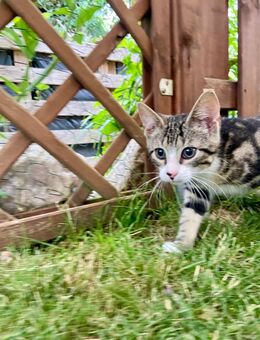 2 Kater abzugeben - Lübeck