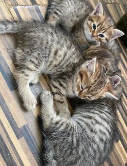 Baby Katzen - Bonn Bad Godesberg