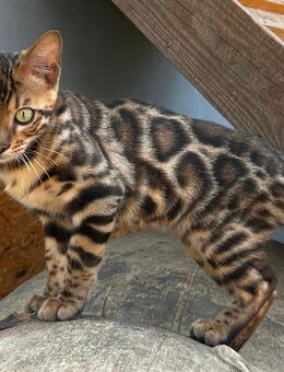 Bengal Jung Tiere(Kastriert) suchen ihr perfektes zu Hause - Wriezen