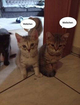 BKH Mix kitten - Heilbronn