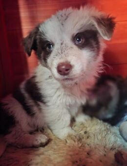 Rüdenwelpe Snoppy-ein Sonnenschein - Rambin