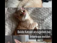 Katzen abzugeben - Duisburg