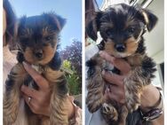 Yorkshire Terrier Welpen - Rülzheim