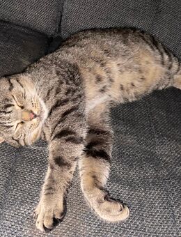 Lui, liebevoller British-Kurzhaar-Kater sucht ein neues Zuhause - Hanau (Brüder-Grimm-Stadt) Großauheim