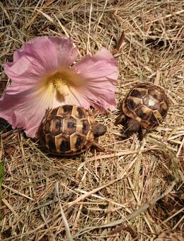 Zwei Griechische Landschildkröten - Burg Stargard