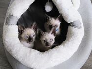 Reinrassige Siam Kitten 6 Männchen Katzenbabys Katze - Salzkotten