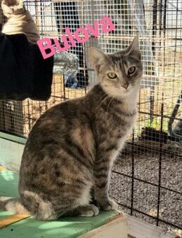 Bulova, eine Katze unter vielen - Oberhausen (Rheinland-Pfalz)