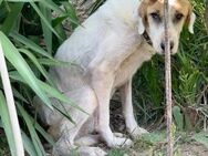 STELLA - fast verhungert gefunden...... - Kempen