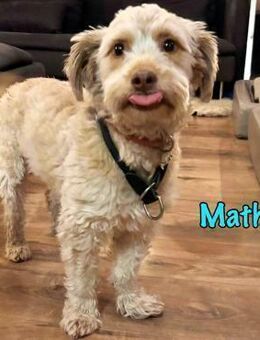 NOTFALL Mathis DRINGEND Körbchen gesucht - Ruppertsecken