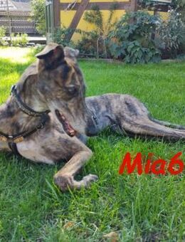 Mia6 Traumhund im besten Alter 10/17ESP - Ruppertsecken