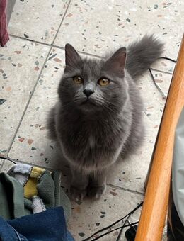 British Langhaarkatze braucht ein liebevolles Zuhause - Biebergemünd