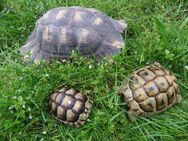 Schildkröten - Griechen und Breitrand - von 3 bis 23 Jahren - Salzweg