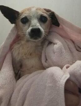 SAMBA - Paten gesucht! - Neudenau