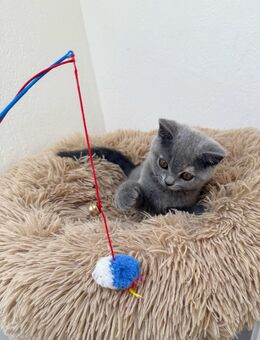 BKH Kitten in blue tortie mit Stammbaum - Menden (Sauerland)