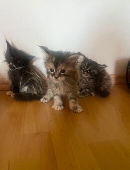Maine Coon Kitten - Eilenburg Zentrum