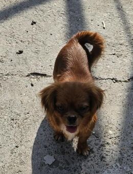 Melia sucht 4ever Zuhause - München