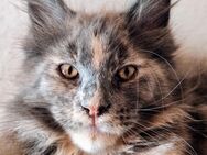 Reinrassiges Maine Coon Mädchen in Blue tortie - Haselbach (Bayern)